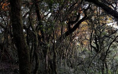 Pole, Pole – 13. 1. 2022